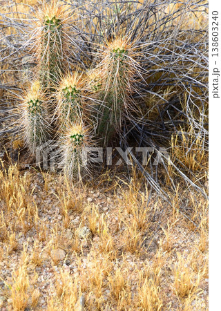 Hedge Hog cactus 138603240