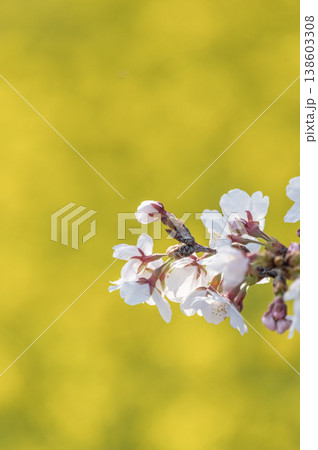 菜の花畑の黄色を背景に美しく咲く満開の桜の花 138603308