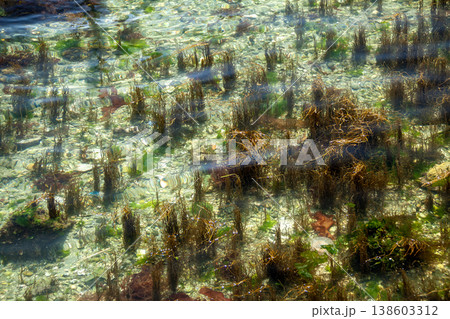 海藻の生える浜名湖の湖底(静岡県　浜名湖) 138603312