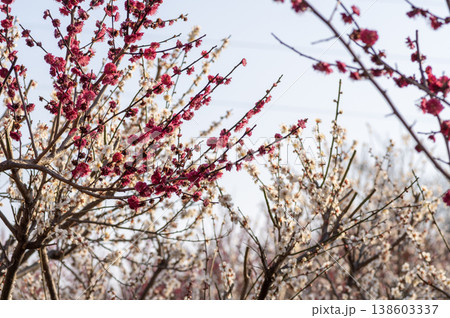 早春の梅林に咲き誇る紅白の梅の花 138603337