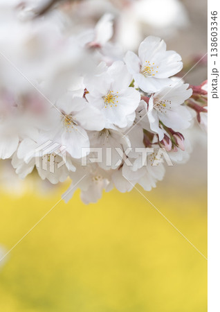 菜の花畑の黄色を背景に美しく咲く満開の桜の花 菜の花畑の黄色を背景に美しく咲く満開の桜の花 138603346