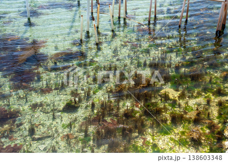 海藻の生える浜名湖の湖底(静岡県　浜名湖) 138603348