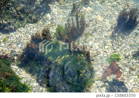 海藻の生える浜名湖の湖底(静岡県 浜名湖) 海藻の生える浜名湖の湖底(静岡県 浜名湖) 138603350