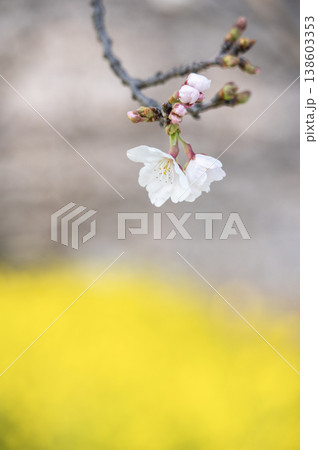 菜の花畑の黄色を背景に美しく咲く満開の桜の花 菜の花畑の黄色を背景に美しく咲く満開の桜の花 138603353