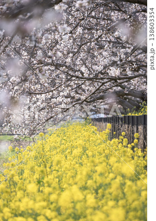 春の陽光に包まれる、満開の菜の花と桜の穏やかな景色 春の陽光に包まれる、満開の菜の花と桜の穏やかな景色 138603354