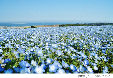 国営ひたち海浜公園のネモフィラ畑 国営ひたち海浜公園のネモフィラ畑 138603502