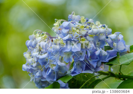 淡い青と白が混ざり合うアジサイの花 淡い青と白が混ざり合うアジサイの花 138603684