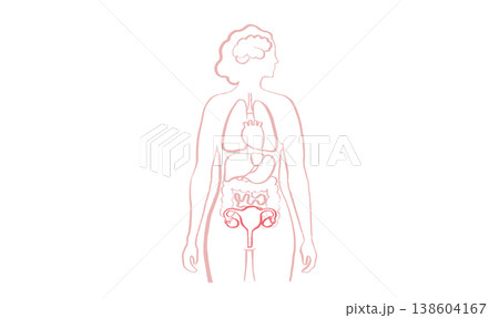 Human Organs Sketch Human Organs Sketch 138604167