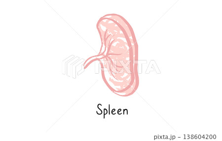 Human spleen icon Human spleen icon 138604200