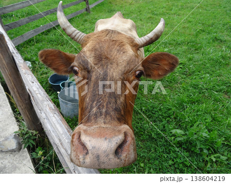 Head of cow over wooden cattle fence on the hill of country pastureland  138604219
