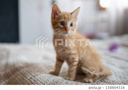 Curious orange kitten exploring cozy indoor space during morning light 138604316