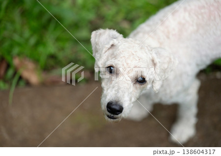 Groomed white poodle dog Groomed white poodle dog 138604317