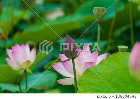 夏の日差しに映える蓮の花の蕾と開花したハス 138604345