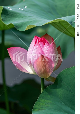 睡蓮 スイレン 水連 138604508