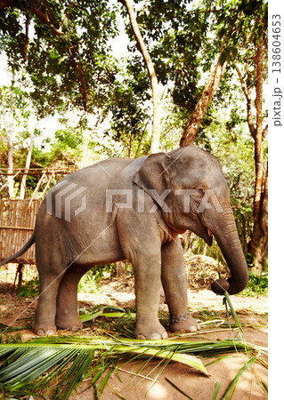 Leaves, nature and elephant eating in jungle with freedom, walking or sustainability. Forest, conservation and animal feeding on plant outdoor in peaceful environment for wildlife, protection or care Leaves, nature and elephant eating in jungle with freedom, walking or sustainability. Forest, conservation and animal feeding on plant outdoor in peaceful environment for wildlife, protection or care 138604653