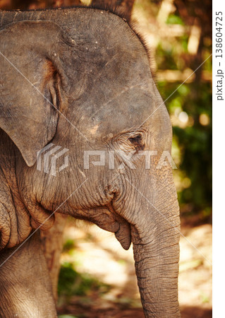 Nature, profile and eye of elephant in a jungle curious, free or exploring natural environment. Wildlife, conservation and side of face of elephant in Thailand, habitat or protection in a forest Nature, profile and eye of elephant in a jungle curious, free or exploring natural environment. Wildlife, conservation and side of face of elephant in Thailand, habitat or protection in a forest 138604725