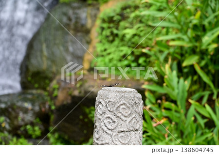 Close-up of a black butterfly on stone. Wild animal scene in the garden. Animal and nature scene. Close-up of a black butterfly on stone. Wild animal scene in the garden. Animal and nature scene. 138604745