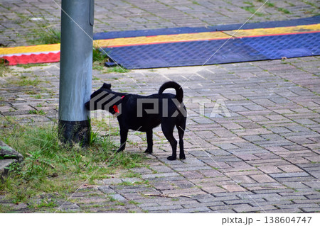 A dog is walking on the street. Animal and city concept. Cityscape and animal or pet scene. A dog is walking on the street. Animal and city concept. Cityscape and animal or pet scene. 138604747