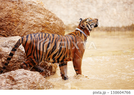 Nature, water and tiger in zoo for animals in mud with rock, endangered wildlife and conservation. Big cat playing in pool, park or river in Thailand for safari, outdoor action and power with jungle Nature, water and tiger in zoo for animals in mud with rock, endangered wildlife and conservation. Big cat playing in pool, park or river in Thailand for safari, outdoor action and power with jungle 138604766