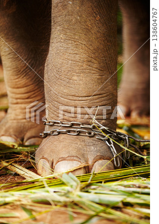 Feet in chains, closeup and elephant in jungle for capture, ivory or black market trade. Animal exploitation, torture or wildlife cruelty or abuse in Africa for poaching, disaster or ecosystem crisis Feet in chains, closeup and elephant in jungle for capture, ivory or black market trade. Animal exploitation, torture or wildlife cruelty or abuse in Africa for poaching, disaster or ecosystem crisis 138604767