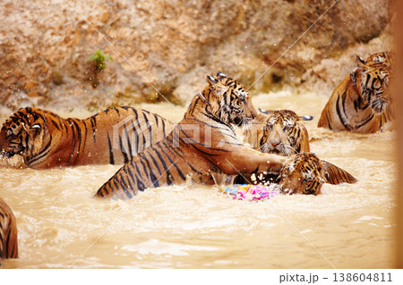 Tigers, playing and fight in water at zoo, park or together in nature with game for learning to hunt or tackle. India, Tiger and family of animals in river, lake or pool for playing in environment 138604811