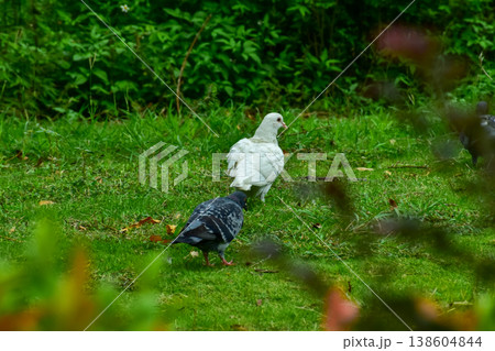 Wild bird in the public park. Pigeon in the garden. Wild animals and bird. Nature and animal concept. 138604844