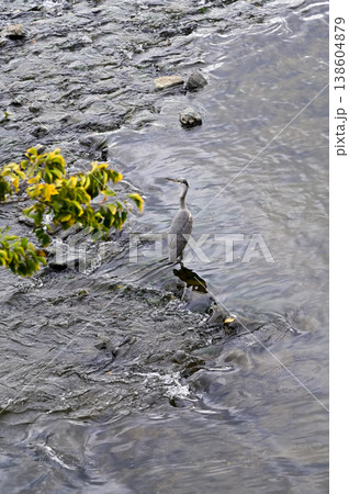 Grey Heron in the Katsura River, Saga Arashiyama, western hills of Kyoto, Japan. Wild bird, animal with nature landscape. Nature scene and animal concept. Japan landscape. Grey Heron in the Katsura River, Saga Arashiyama, western hills of Kyoto, Japan. Wild bird, animal with nature landscape. Nature scene and animal concept. Japan landscape. 138604879