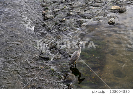 Grey Heron in the Katsura River, Saga Arashiyama, western hills of Kyoto, Japan. Wild bird, animal with nature landscape. Nature scene and animal concept. Japan landscape. Grey Heron in the Katsura River, Saga Arashiyama, western hills of Kyoto, Japan. Wild bird, animal with nature landscape. Nature scene and animal concept. Japan landscape. 138604880