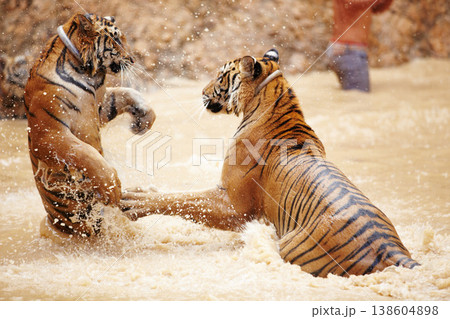 Nature, water and tiger fight in lake with playful jump in mud, fun and endangered wildlife safari. Asian big cats playing together in park, river or animals in Thailand, outdoor action and power. 138604898