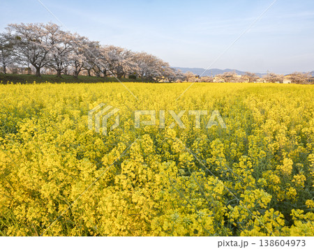 春爛漫!菜の花と桜が奏でる黄金の絶景 春爛漫!菜の花と桜が奏でる黄金の絶景 138604973