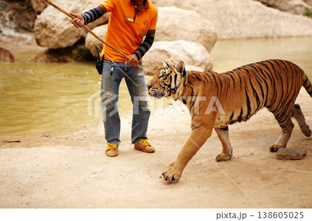 Zoo, wildlife and man with a tiger for training with a stick by a water pond for majestic entertainment. Animal, feline and an exotic big cat walking with a male trainer by dam in an outdoor habitat. Zoo, wildlife and man with a tiger for training with a stick by a water pond for majestic entertainment. Animal, feline and an exotic big cat walking with a male trainer by dam in an outdoor habitat. 138605025