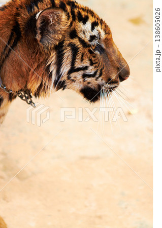 Zoo, tiger and animal outdoor in nature or park for conservation of safari with stripes or pattern on face. Wild, cat and travel in Indonesia, jungle or veterinary sanctuary for safety of predator Zoo, tiger and animal outdoor in nature or park for conservation of safari with stripes or pattern on face. Wild, cat and travel in Indonesia, jungle or veterinary sanctuary for safety of predator 138605026