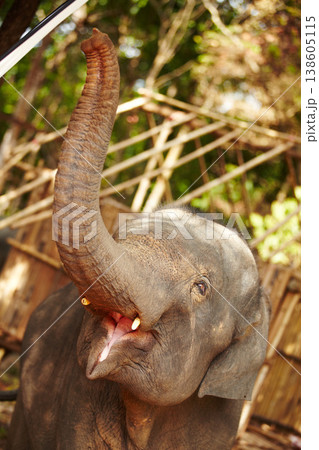 Jungle, elephant and mouth open in nature outdoor for feeding, freedom or sustainability with teeth. Forest, animal and conservation with environment, peace and wildlife for care, calm and protection Jungle, elephant and mouth open in nature outdoor for feeding, freedom or sustainability with teeth. Forest, animal and conservation with environment, peace and wildlife for care, calm and protection 138605115