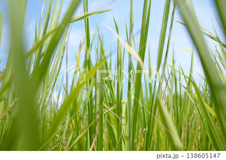 Tall grass, leaves and blue sky in nature for agriculture, wheat or growth for natural sustainability. Outdoor field, farm or land of eco friendly environment on sunny day or greenery in countryside Tall grass, leaves and blue sky in nature for agriculture, wheat or growth for natural sustainability. Outdoor field, farm or land of eco friendly environment on sunny day or greenery in countryside 138605147