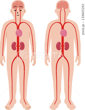 人体の血管と心臓、腎臓、脳のイラスト 138605262