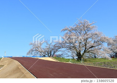 どんでん場と桜 どんでん場と桜 138605520