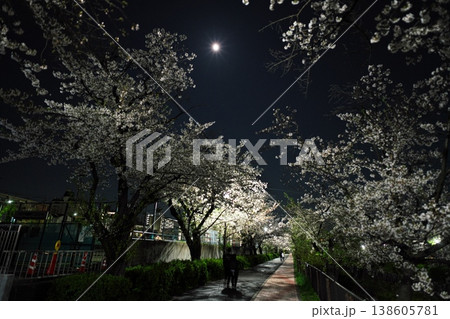 ピンクムーンと夜桜満開の山崎川四季の道 ピンクムーンと夜桜満開の山崎川四季の道 138605781