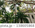 Taipei 228 Peace Park with palm trees in Taiwan 138605868