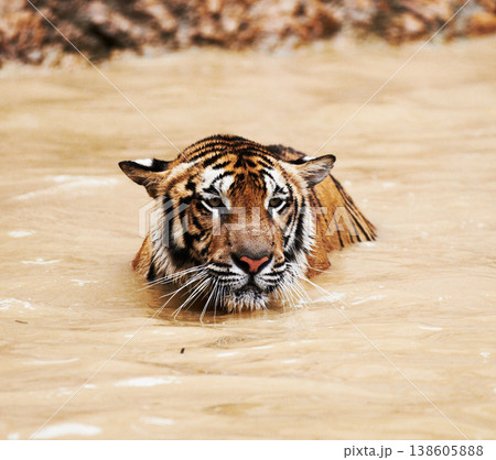 Water, calm and tiger swimming in pond in nature by a zoo for majestic entertainment at a circus or habitat. Wildlife, peaceful and big cat exotic animal playing in dam in desert or dune conservation Water, calm and tiger swimming in pond in nature by a zoo for majestic entertainment at a circus or habitat. Wildlife, peaceful and big cat exotic animal playing in dam in desert or dune conservation 138605888