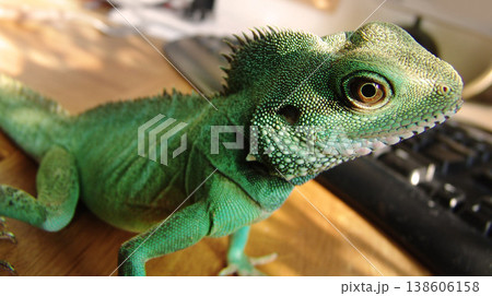 Green, scales and closeup of an iguana in a house for adventure, exploring or a unique creature. Pet, home and a lizard or tropical animal in a room for wildlife, camouflage or exotic reptile Green, scales and closeup of an iguana in a house for adventure, exploring or a unique creature. Pet, home and a lizard or tropical animal in a room for wildlife, camouflage or exotic reptile 138606158