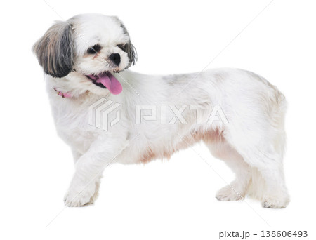 Animal, pet and dog on a white background in studio for best friend, playing and walking. Domestic pets, mockup and isolated fluffy, adorable and cute Lhasa apso with happiness, puppy and health 138606493