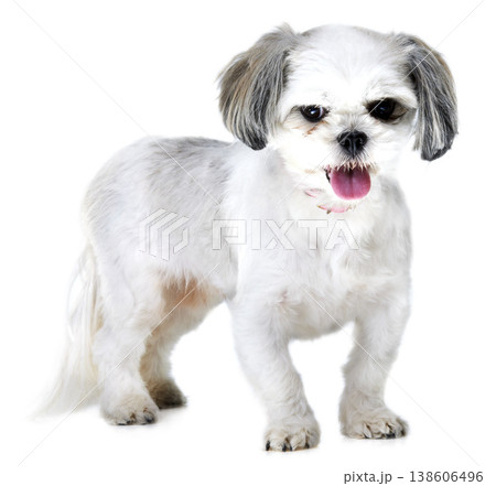 Portrait, pet and dog on a white background in studio for adoption, rescue animal and friendship. Domestic pets, mockup and isolated fluffy, adorable and cute Lhasa apso with happy, energy and health 138606496