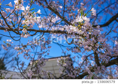 260406江名子川桜z001 138606579