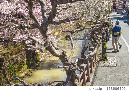260406江名子川桜z019 138606591