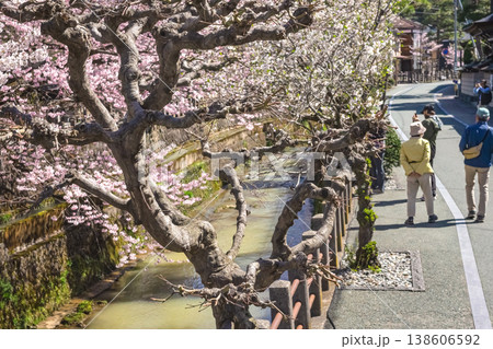 260406江名子川桜z020 138606592