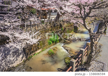 260406江名子川桜z023 138606594