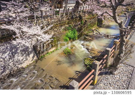 260406江名子川桜z024 138606595