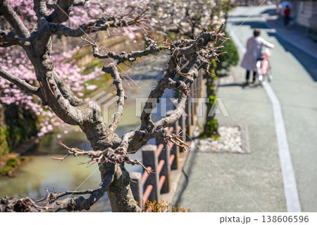 260406江名子川桜z027 260406江名子川桜z027 138606596