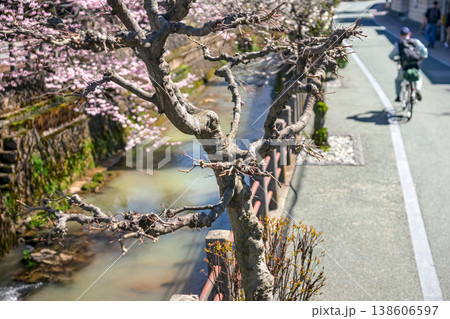 260406江名子川桜z029 138606597