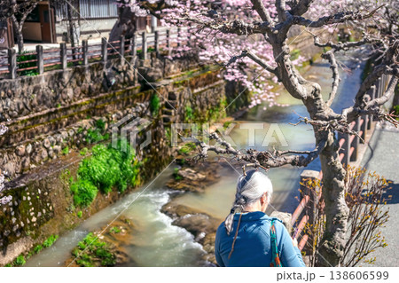260406江名子川桜z031 138606599